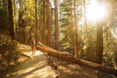 Uzun yürüyüşe çıkan kimse Sequoia national park California, ABD