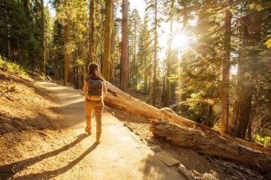 Uzun yürüyüşe çıkan kimse Sequoia national park California, ABD