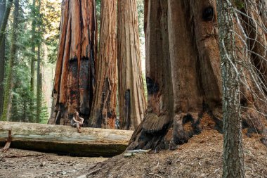 Uzun yürüyüşe çıkan kimse Sequoia national park California, ABD