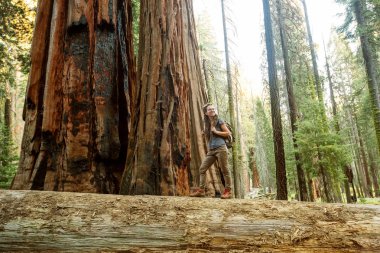 Uzun yürüyüşe çıkan kimse Sequoia national park California, ABD
