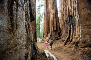 Aile ile çocuk ziyaret Sequoia national park California, ABD