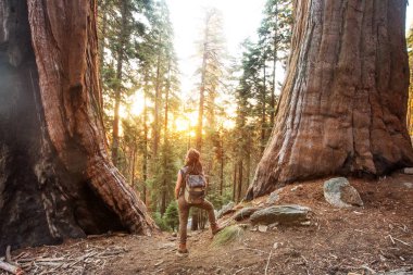 Uzun yürüyüşe çıkan kimse Sequoia national park California, ABD