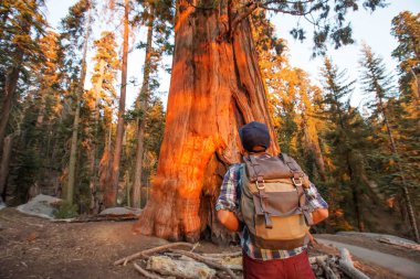 Uzun yürüyüşe çıkan kimse Sequoia national park California, ABD