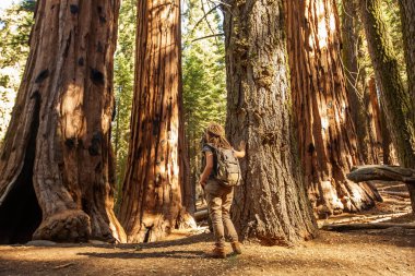 Uzun yürüyüşe çıkan kimse Sequoia national park California, ABD