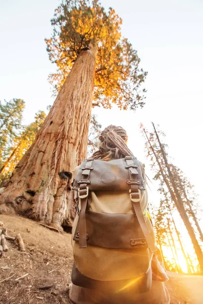 Turista Národním Parku Sequoia Kalifornii Usa — Stock fotografie