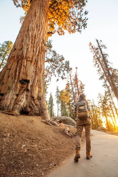 Caminhante Parque Nacional Sequoia Califórnia Eua — Fotografia de Stock