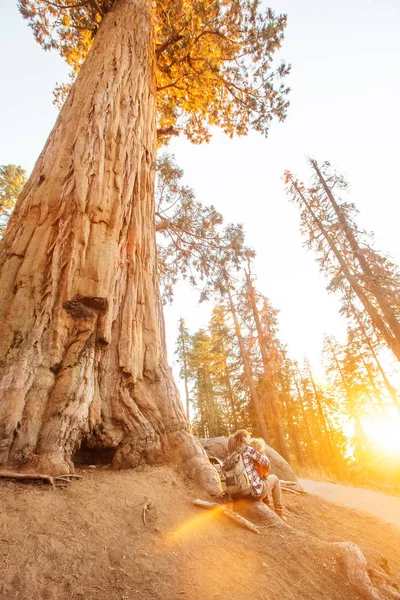 Rodina Chlapcem Návštěva Národního Parku Sequoia Kalifornii Usa — Stock fotografie