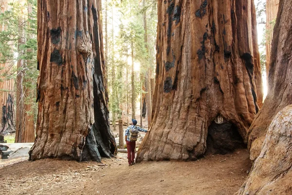 Πεζοπόρος Στο Εθνικό Πάρκο Sequoia Καλιφόρνια Ηπα — Φωτογραφία Αρχείου