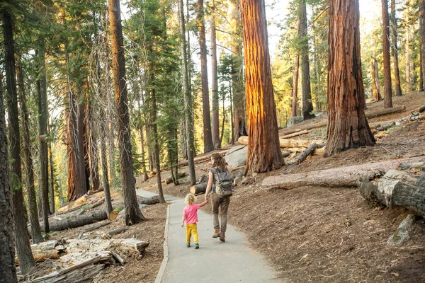 Aile Ile Çocuk Ziyaret Sequoia National Park California Abd — Stok fotoğraf