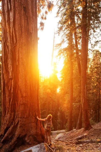 Hiker Sequoia National Park California Usa — Stock Photo, Image