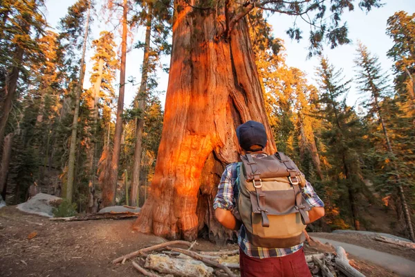 Turista Národním Parku Sequoia Kalifornii Usa — Stock fotografie