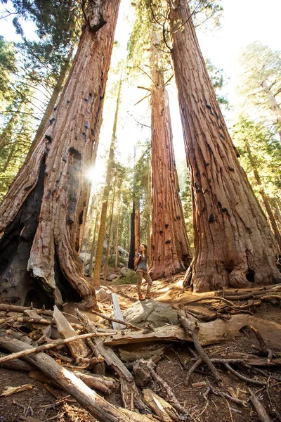 Hiker Sequoia National Park California Usa — Stock Photo, Image