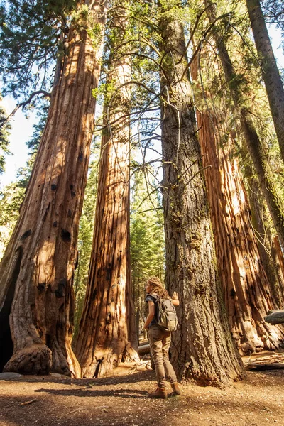 Randonneur Dans Parc National Sequoia Californie États Unis — Photo