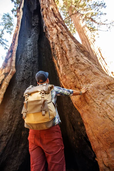 Πεζοπόρος Στο Εθνικό Πάρκο Sequoia Καλιφόρνια Ηπα — Φωτογραφία Αρχείου