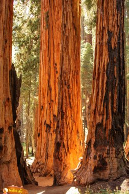 Uzun yürüyüşe çıkan kimse Sequoia national park California, ABD