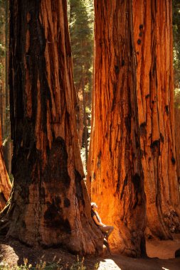 Uzun yürüyüşe çıkan kimse Sequoia national park California, ABD