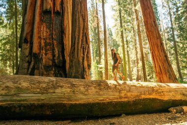 Uzun yürüyüşe çıkan kimse Sequoia national park California, ABD
