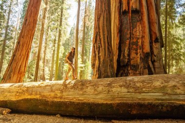 Uzun yürüyüşe çıkan kimse Sequoia national park California, ABD