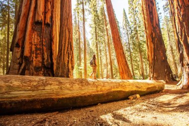 Uzun yürüyüşe çıkan kimse Sequoia national park California, ABD