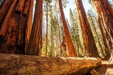 Hiker in Sequoia national park in California, USA clipart