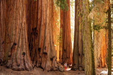Uzun yürüyüşe çıkan kimse Sequoia national park California, ABD