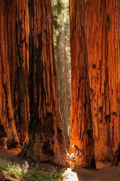 Familia Con Niño Visita Parque Nacional Sequoia California Estados Unidos — Foto de Stock