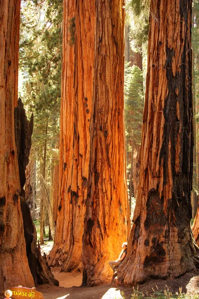 Wandelaar Sequoia National Park Californië Usa — Stockfoto
