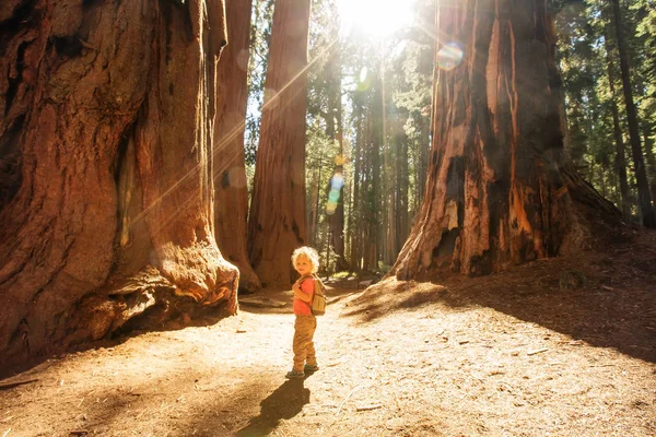 Αγόρι Επισκεφτείτε Εθνικό Πάρκο Sequoia Καλιφόρνια Ηπα — Φωτογραφία Αρχείου