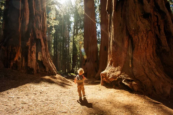 Boy Visit Parque Nacional Sequoia Califórnia Eua — Fotografia de Stock