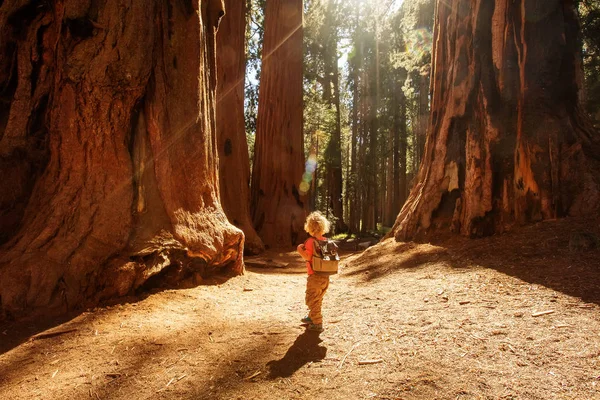 Boy Visit Sequoia National Park California Usa — Stock Photo, Image