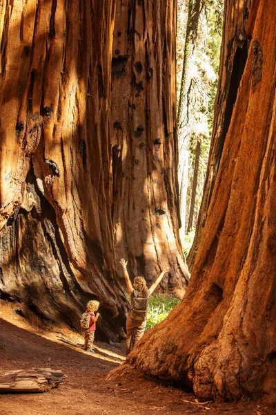 Familie Mit Junge Besucht Mammutbaum Nationalpark Kalifornien Usa — Stockfoto