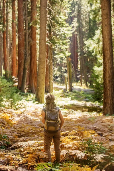 นเขาในอ ทยานแห งชาต Sequoia ในแคล ฟอร สหร ฐอเมร — ภาพถ่ายสต็อก