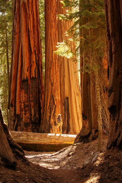 Wanderer Mammutbaum Nationalpark Kalifornien Usa — Stockfoto