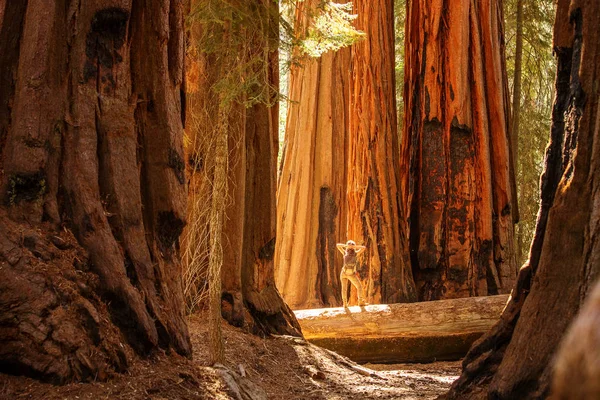 Турист Национальном Парке Секвойя Калифорнии Сша — стоковое фото