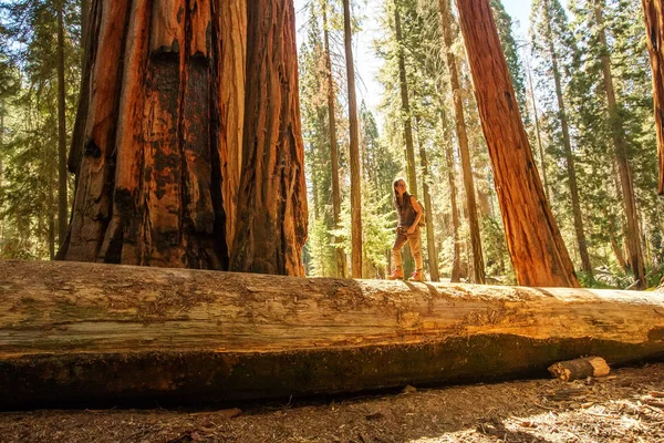 Caminhante Parque Nacional Sequoia Califórnia Eua — Fotografia de Stock