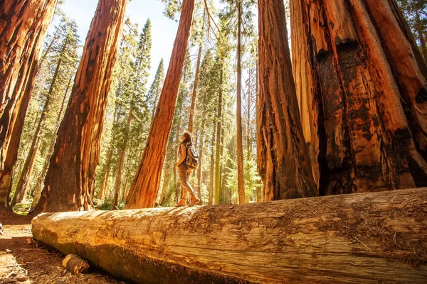 Hiker Sequoia National Park California Usa — Stock Photo, Image