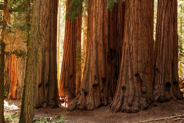 Randonneur Dans Parc National Sequoia Californie États Unis — Photo