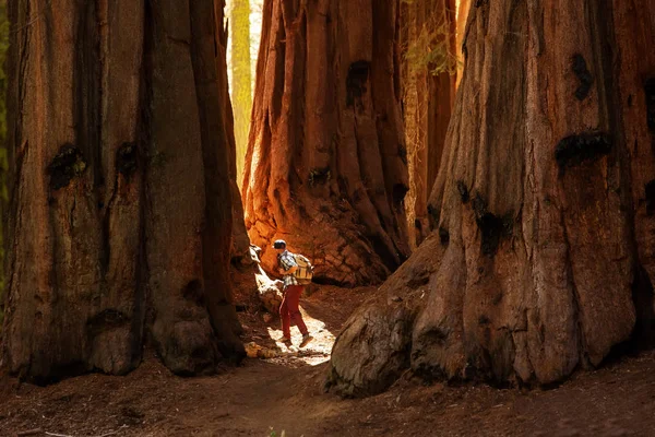 Turista Národním Parku Sequoia Kalifornii Usa — Stock fotografie