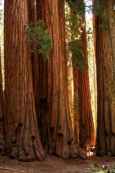 Uzun Yürüyüşe Çıkan Kimse Sequoia National Park California Abd — Stok fotoğraf