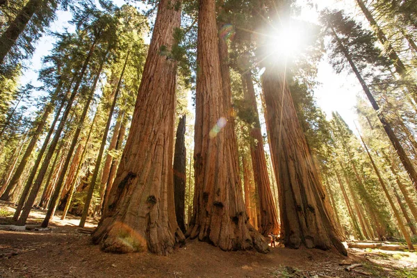 米国カリフォルニア州のセコイア国立公園でハイカー — ストック写真