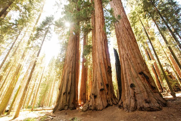 Senderista Parque Nacional Sequoia California Estados Unidos — Foto de Stock