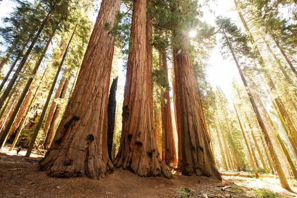 Turista Národním Parku Sequoia Kalifornii Usa — Stock fotografie