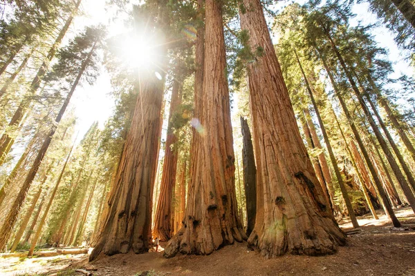 Πεζοπόρος Στο Εθνικό Πάρκο Sequoia Καλιφόρνια Ηπα — Φωτογραφία Αρχείου