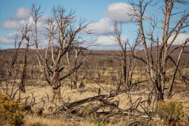 Ölü ağaç ormanda kadın