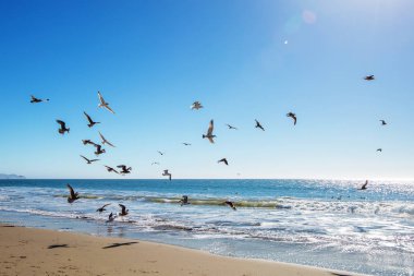 Martılı güzel okyanus manzarası