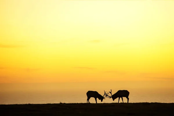 Silhouette de cerf sur beau fond de ciel — Photo