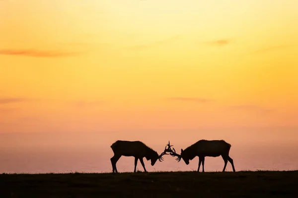 Silhouette of deer on beautiful sky background — Stock Photo, Image