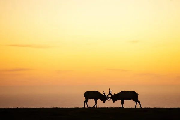 Silhouette of deer on beautiful sky background — Stock Photo, Image