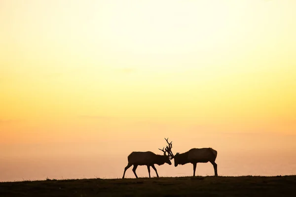 美丽天空背景下鹿群的轮廓 — 图库照片