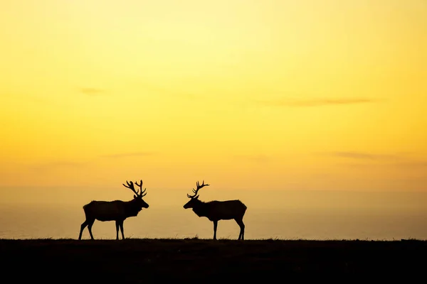 Силует оленів на красивому фоні неба — стокове фото